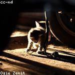 Lisandro Greenfelder